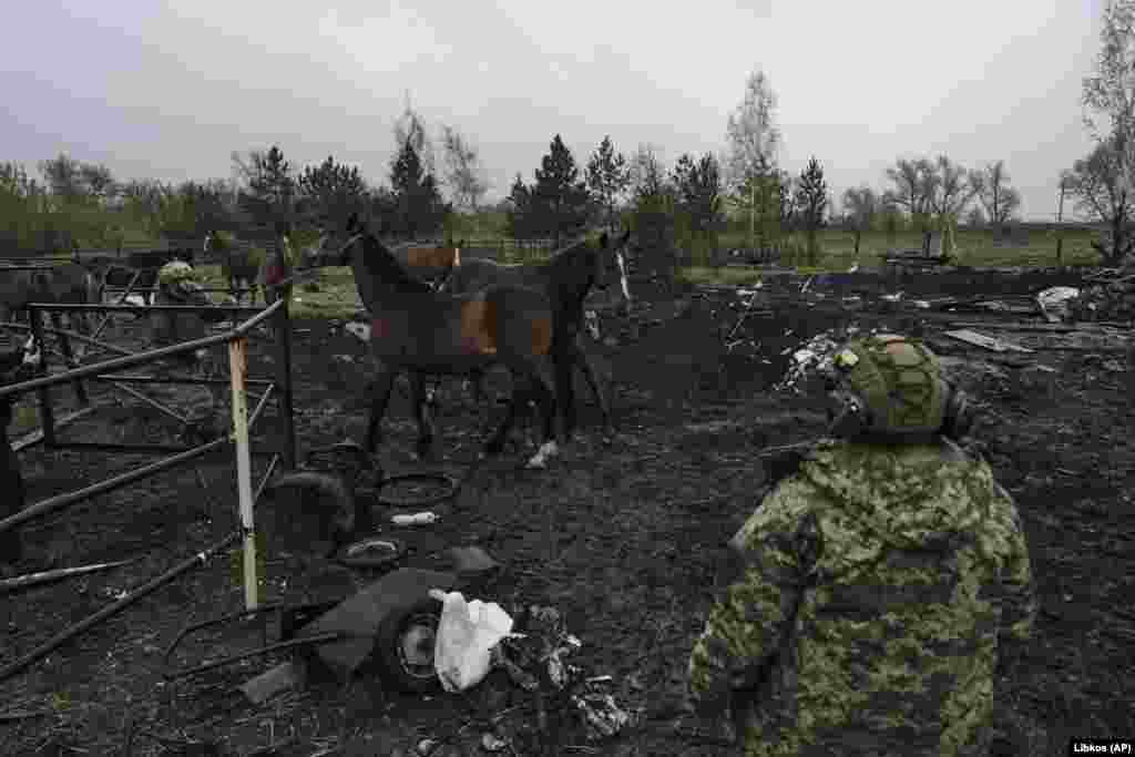 Soldații ucraineni au decis să salveze caii abandonați în&nbsp;Avdiivka.