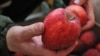 apple thumb