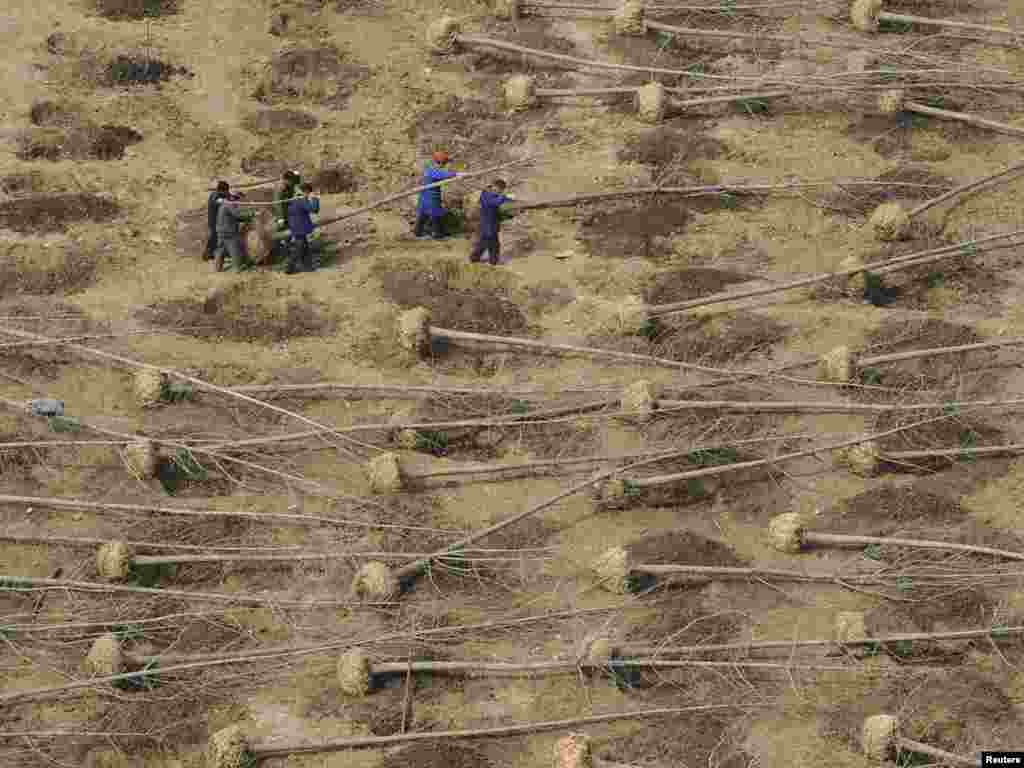 A reforestation project in China's Anhui Province (Reuters). - No plan to secure global food supplies will work without a massive effort to restore natural systems. "Restoring the earth will take an enormous international effort, one far more demanding than the Marshall Plan that helped rebuild war-torn Europe and Japan after World War II." Reforestation is essential to reduce soil erosion and flooding and for carbon sequestration. Plan B includes $23 billion for global reforestation efforts.