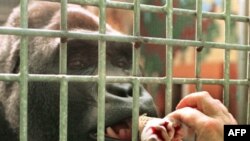 Свобода встречает радостно у входа не всех: горилла Тони прописана в зоопарке немецкого Саарбрюккена, и Мадрид последнему не указ