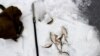 Kyrgyzstan-Bishkek, winter fishing, 01Jan2015